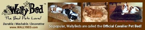 Purchase a WallyBed TODAY!