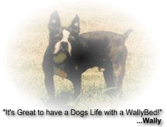 wally the dog