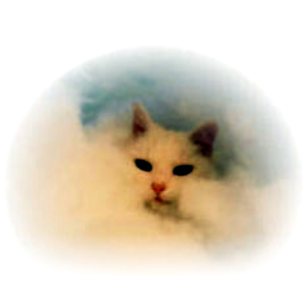 Snowflake the cat