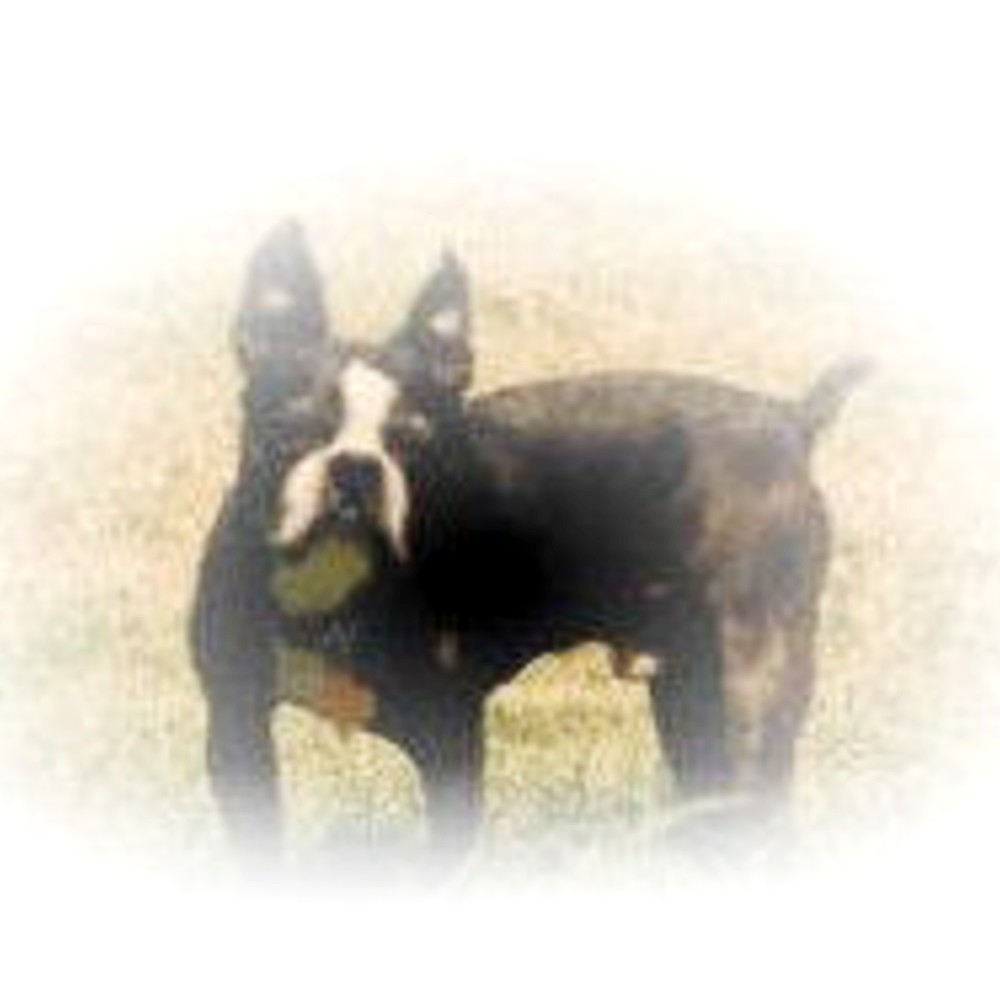 Wally, the original WallyBed dog